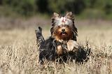 YORKSHIRE TERRIER 231